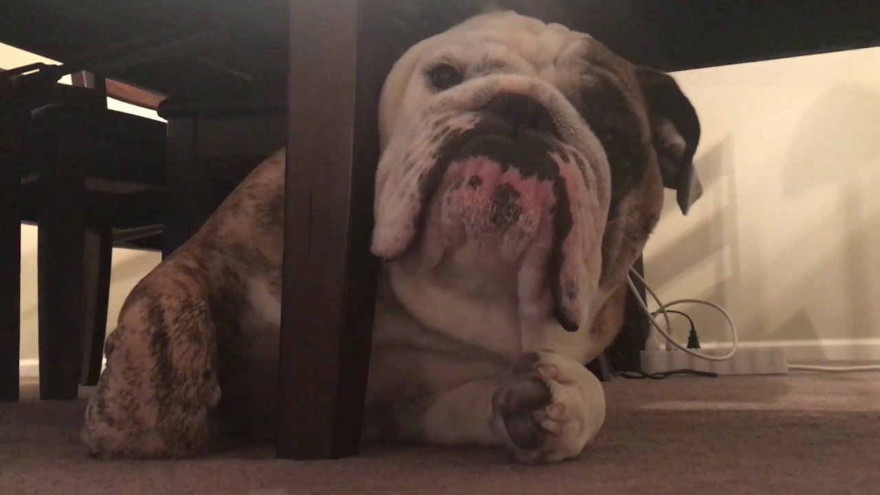 Reuben the Bulldog: Trying To Work From Home cute pets drawing