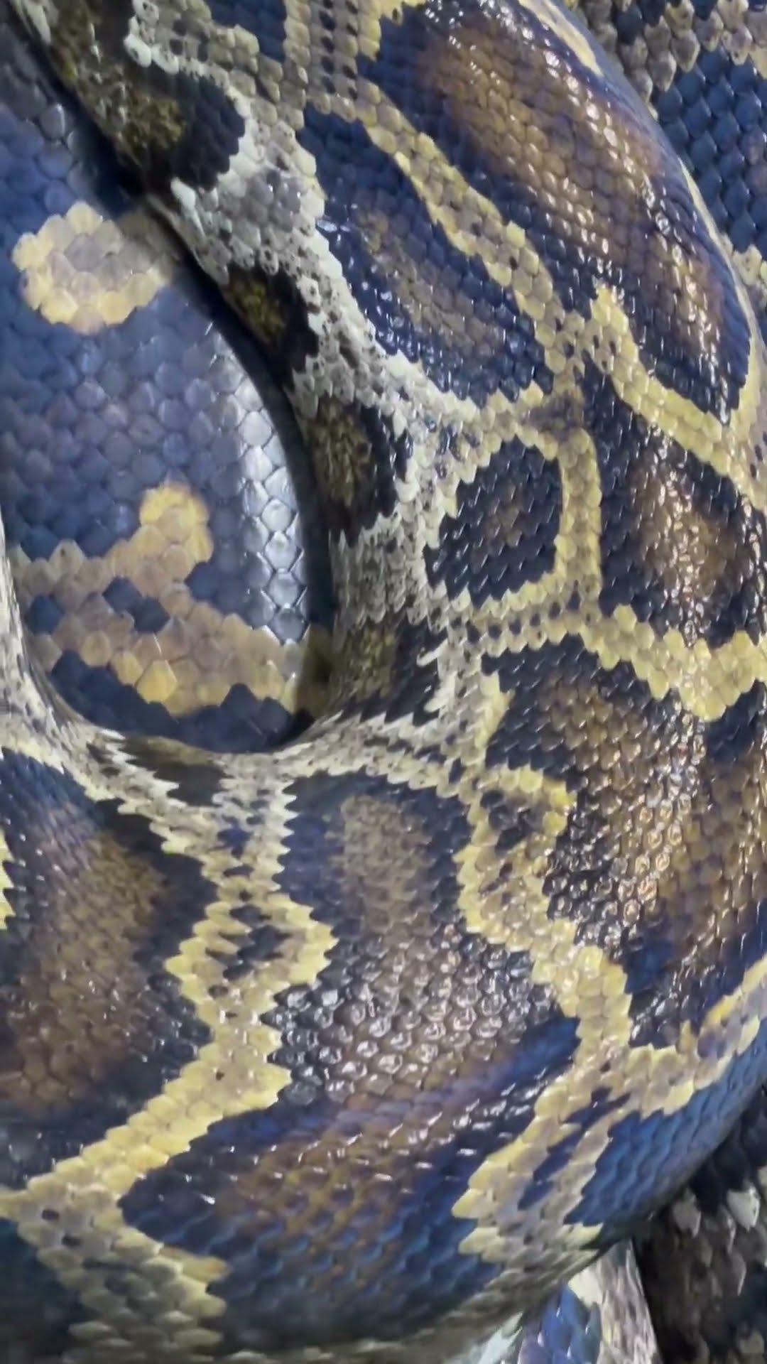 Ultra Big Alpha Snake
