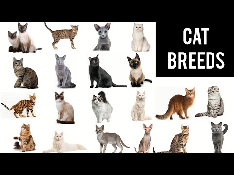 Names of all CAT breeds in English with pictures || Cat breeds vocabulary