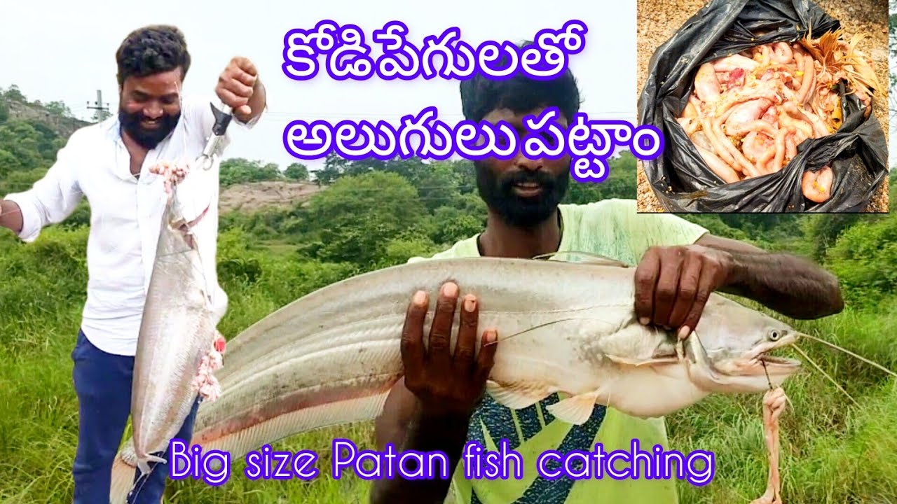 Patan fishingbig saiz patan fish catching in small hook gal || wallago ...