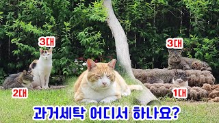 [#809] 3대 고양이가 사는 마당에 전입하기 참 힘든 동네고양이