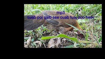 เสียงไก่ตัวเมียร้อง,Suab poj qaib see cuab tuaj zoo heev