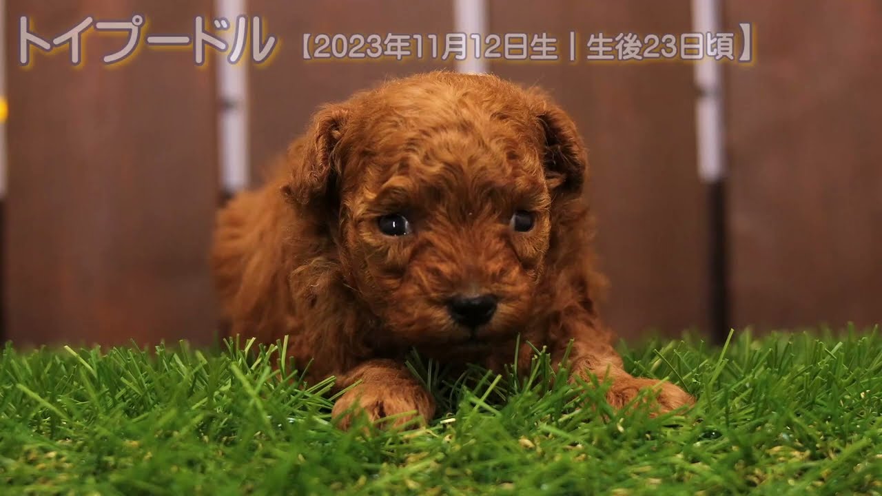 トイプードル 【2023年11月12日生・男の子】➀-1 – DOLLz【ドールズ