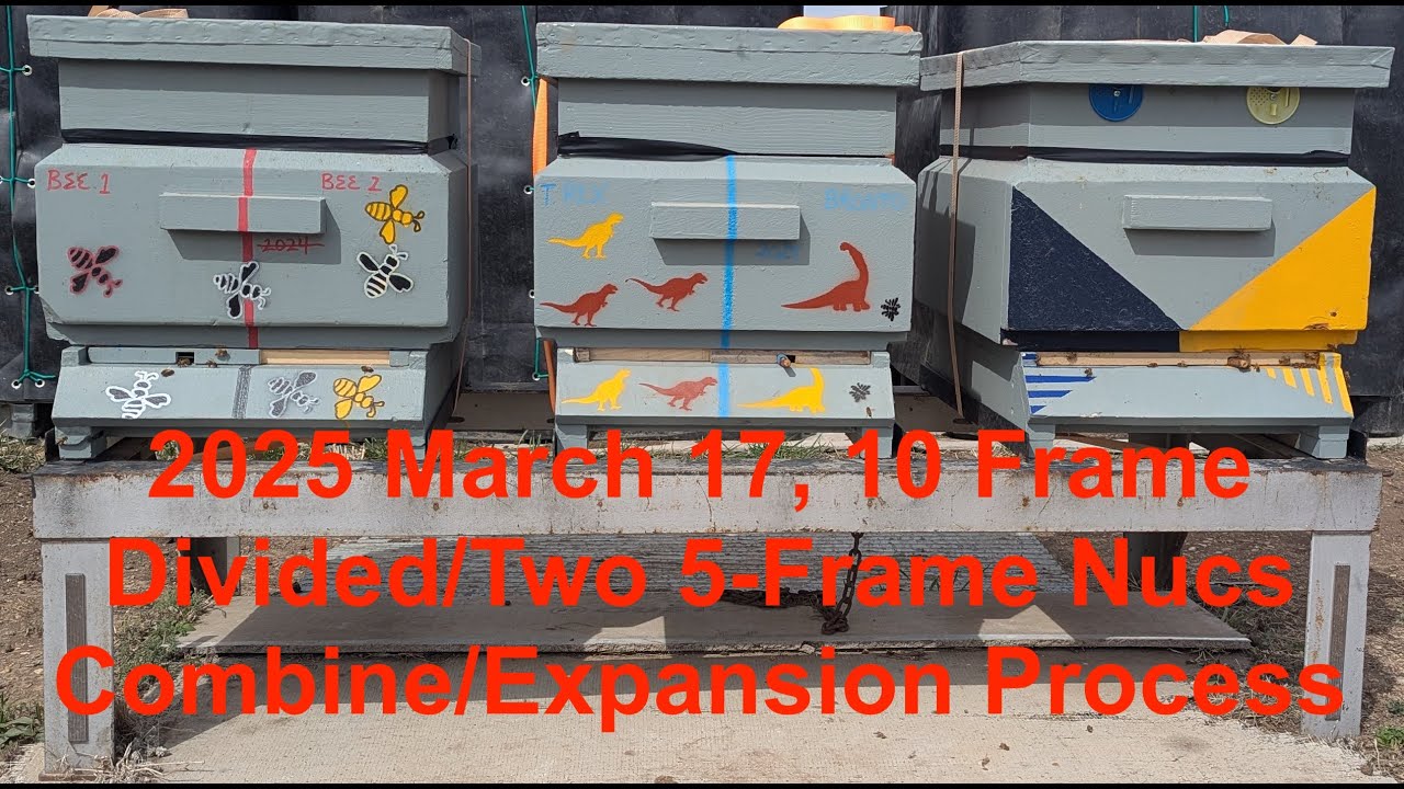 2025 SPRING, 10 FRAME SPLIT:NUC COMBINING:MOVING