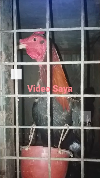 Ayam peruvian power full,agresif dan gesit#shorts