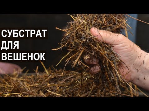 Выращивание вешенки. Какой субстрат лучше? Фермер Олег Топорков. Агрофирма "Грибы "Урала".