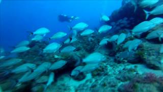 Jupiter Dive Trip 3/16/13 (with music)