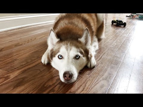 Siberian Husky reveals her 2020 election prediction!