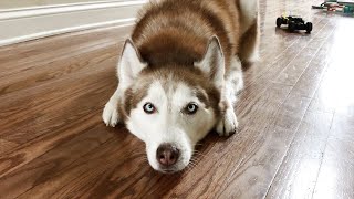 Siberian Husky reveals her 2020 election prediction! by gardea23 24,156 views 3 years ago 37 seconds