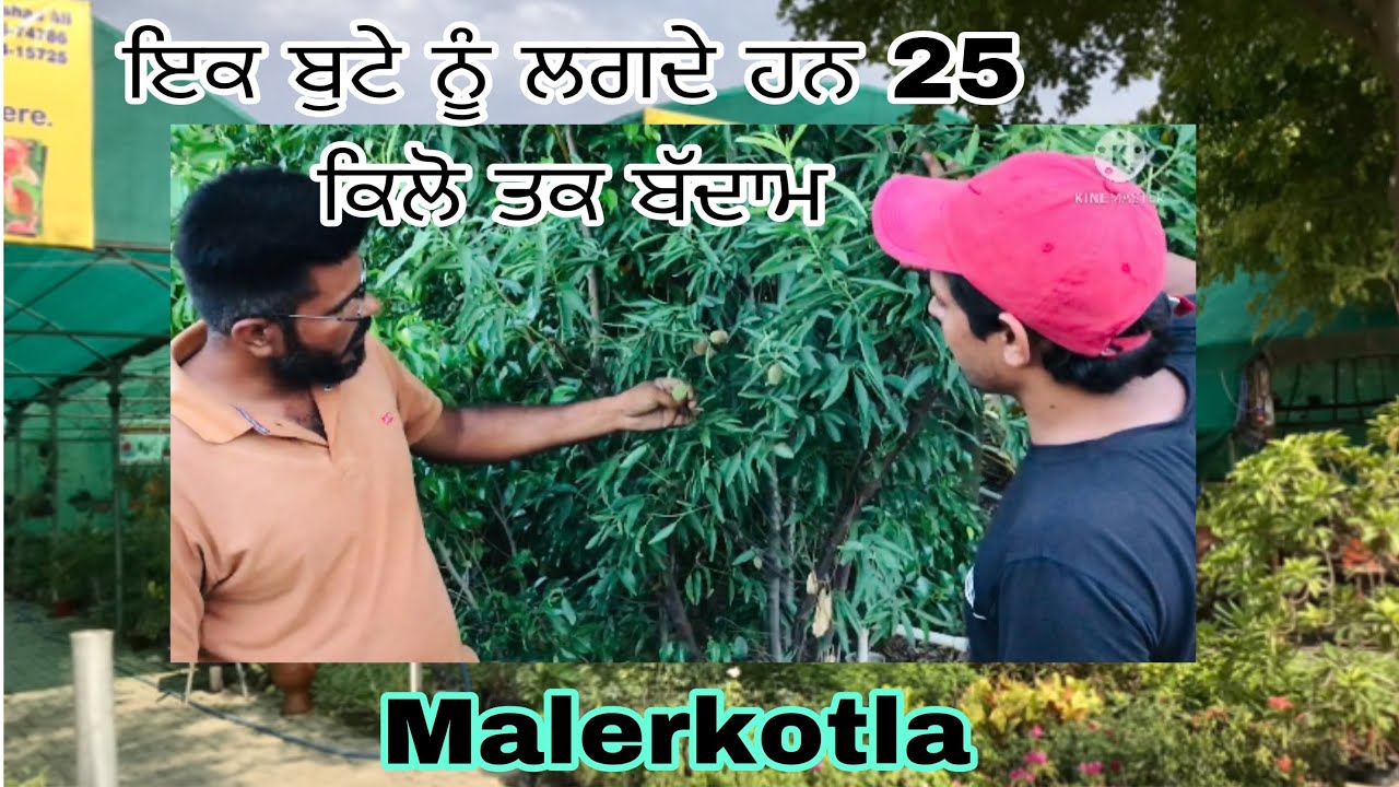 Evergreen Nursery ॥ malerkotla almond plants nursery punjab indian
