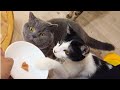 Lovely Cat Cafe in Osaka Japan 😻 You Won't Believe What's Inside