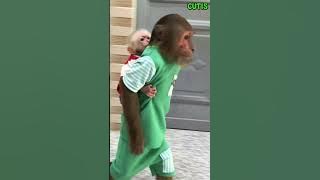 Oh No! CUTIS and Baby Monkey Find Out Dad Is Going to Be Away from Home Again!? #cutis #monkey