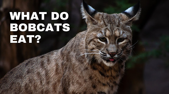 What Do Bobcats Eat: A Bobcat’s Diet Revealed