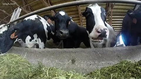 New tech makes cow manure, salmon safe