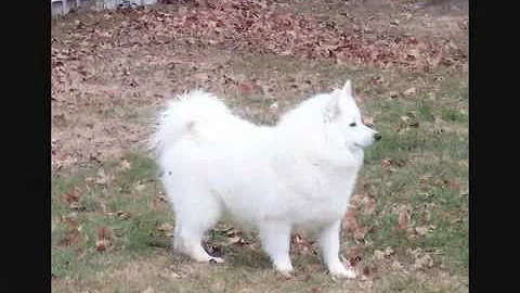 American Eskimo Dogs