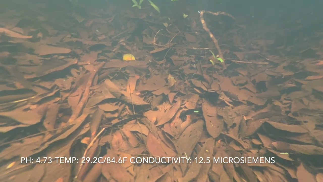Cardinals in the Deep Pool