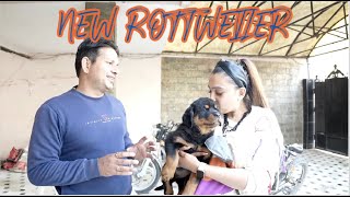 Finally New Family Member Most Aggresive  Rottweiler Dog Came Home | TYAGI ROTTWEILERS | NAMITAOLOGY