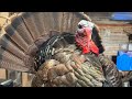 Save the southern wild turkeypubliclands outdoors turkey