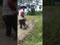 #cabaihijau #agriculture #farming #cabeunggul #farm #automobile #pertanian #sawah #comedy #shorts