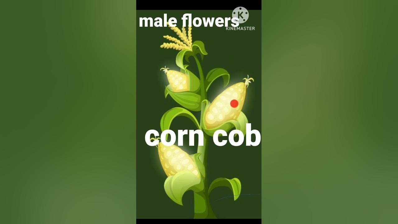 Tassels in Corn CobNCERT YouTube