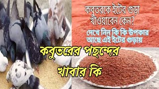 What is the favorite food of pigeons।কবুতরের পছন্দের খাবার কি।কবুতরের খাবার।কবুতর পালন পদ্ধতি।pigeon