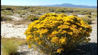 Rabbitbush (Chamisa) - Rubber Rabbitbrush - Ericameria nauseosa - Native American All Purpose Plant