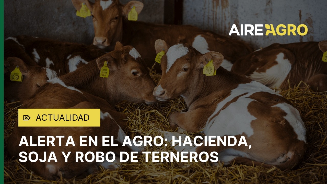 ALERTA en el AGRO: bajó la hacienda, subió la soja y preocupa el robo de terneros 🚜📉