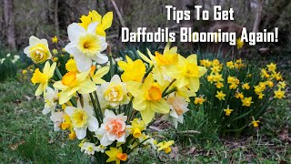 Reasons Your Daffodils Have Stopped Blooming