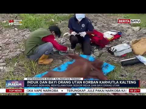 Induk dan Bayi Orangutan Korban Karhutla Kalteng#BeritasatuMalam
