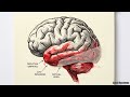Why Your Brain Gives Up When Options Multiply