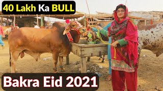 Shahpur Kanjra Mandi Lahore 2021 | Qurbani ka Janwar | Cow Mandi 2021 | Bakra Mandi | Hamid Ch Vlogs