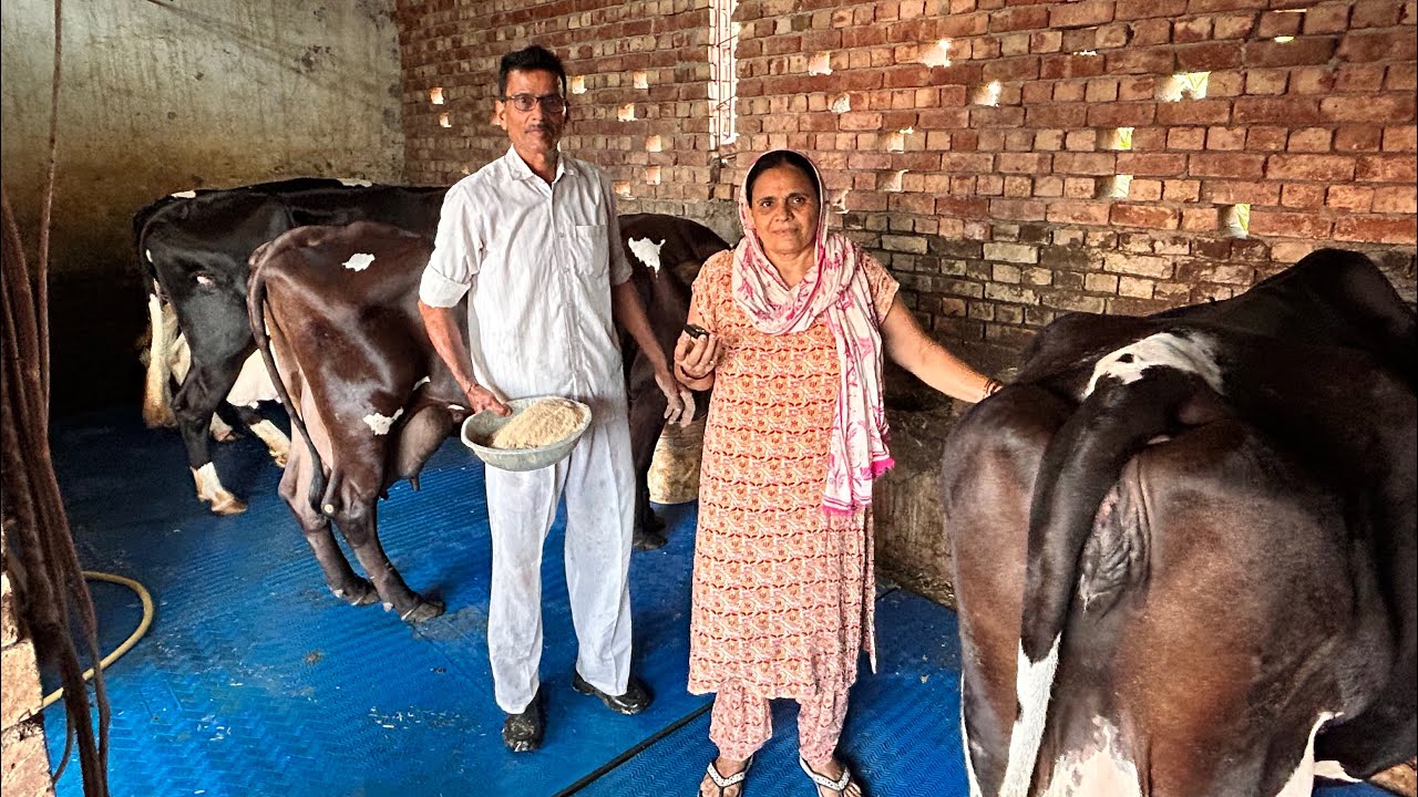 6 गायों से एक लाख प्रति महीना 