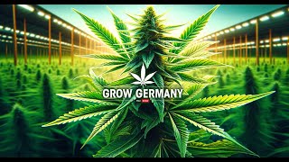 #01 Growing Cannabis at Home! Welcome to Grow Germany, the channel with tips for beginners & pros