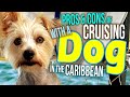 Liveaboard Cruising with a Dog in the Caribbean The Pros and Cons | Sailing Balachandra E083