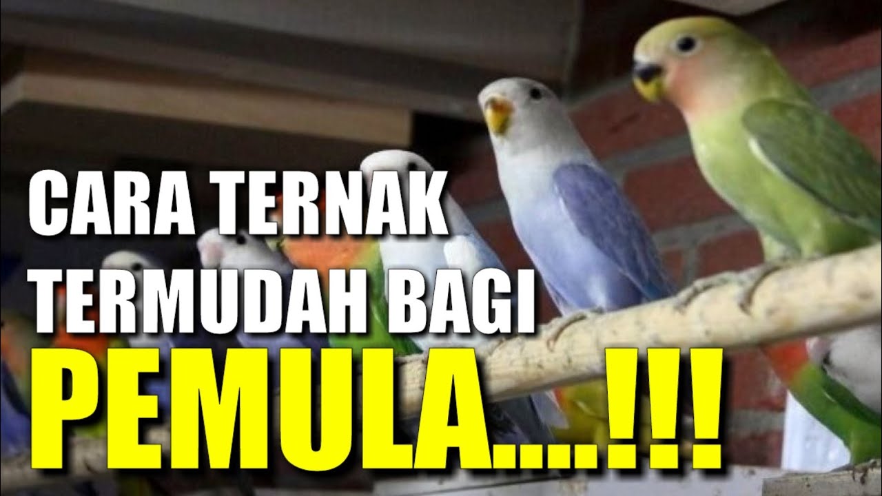 PALING MUDAH Cara Ternak Lovebird Bagi PEMULA 