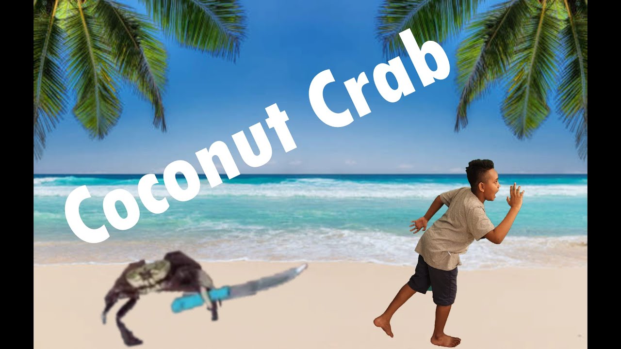 Coconut crab YouTube