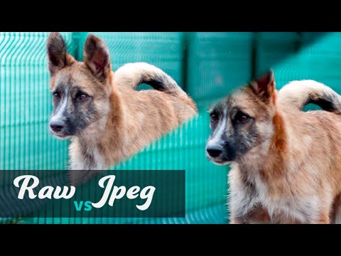 Raw vs Jpeg ? Quel format de fichier utiliser ?