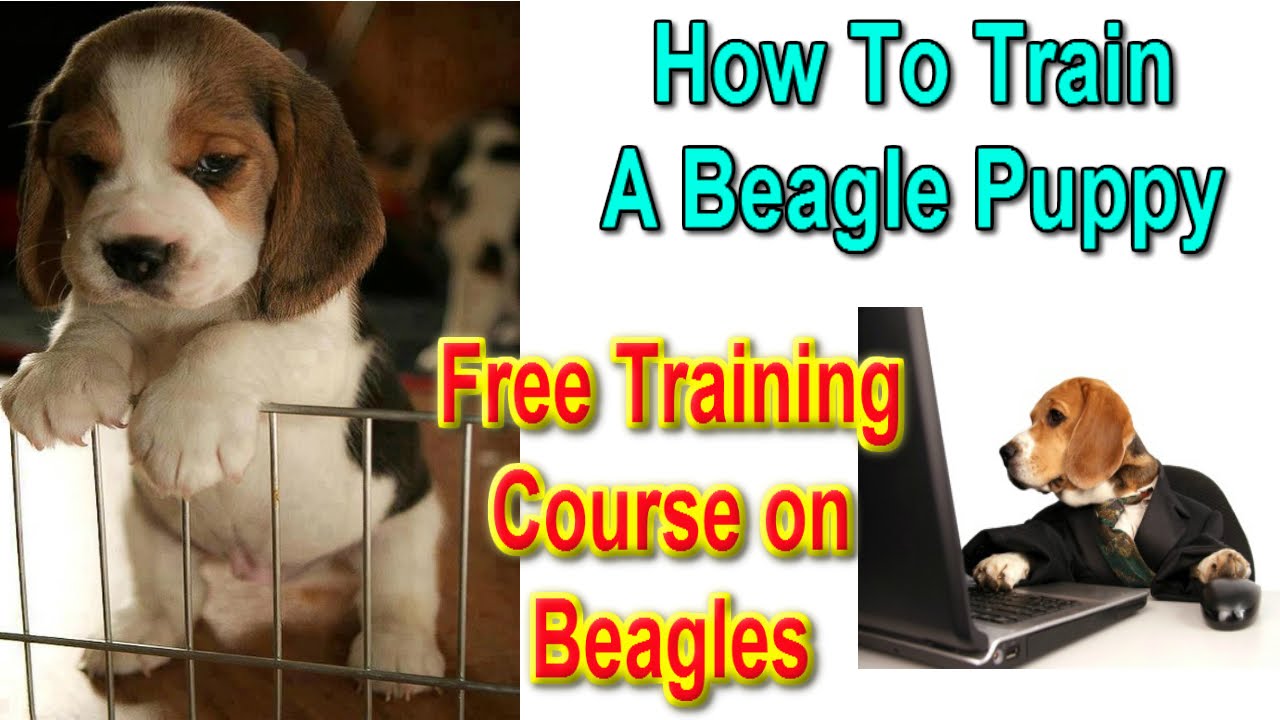 ☼ ☼ How To Train A Beagle Puppy 