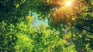 Sunlight Through the Trees - OMG, so relaxing, you have to listen to it