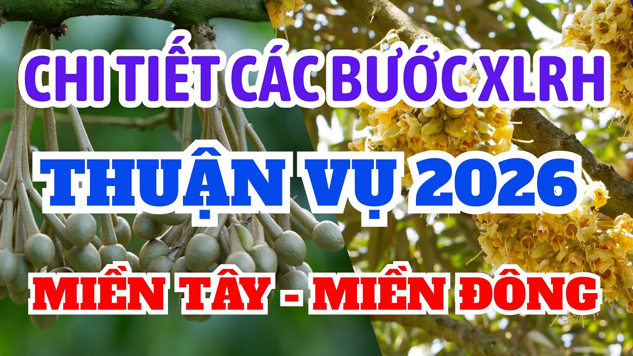 Trọn bộ xử lý ra hoa sầu riêng thuận vụ 2026 của miền Tây và miền Đông | Chi tiết các bước thực hiện