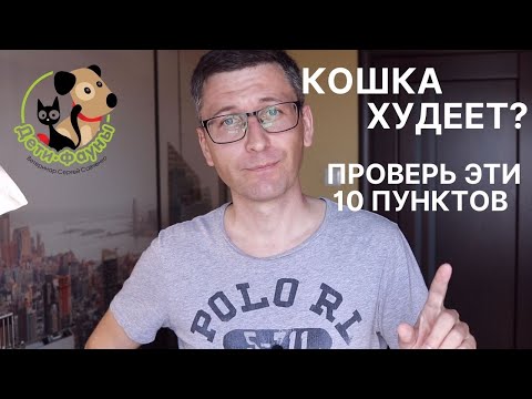 Почему худеет кошка? 10 распространенных причин