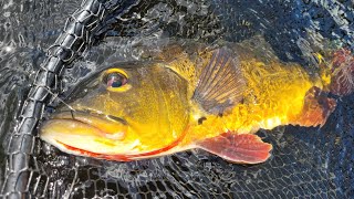 Peacock Bass Fishing in the Everglades (no electronics, just some fish pics) by Clayton Darwin 220 views 1 year ago 1 minute, 45 seconds