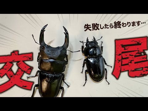 オオクワガタのブリード2023年度スタート！オスとメスのペアリング 