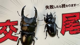 オオクワガタのブリード2023年度スタート！オスとメスのペアリング 