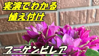 Flowers] How to grow and plant bougainvillea - YouTube