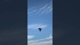 Slow Motion Of Hooded Crow