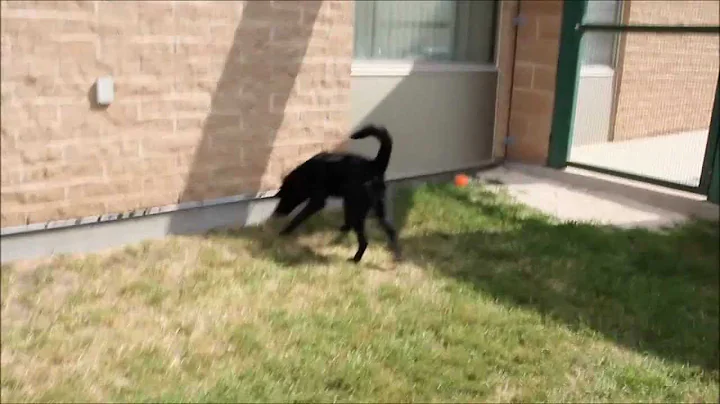 Meet Drake.. a great dog who needs a good home.