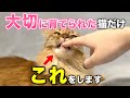 【完全版】大切に育てられた幸せな猫だけが見せる仕草10選
