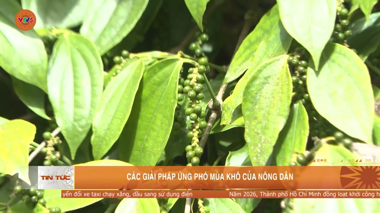 CÁC GIẢI PHÁP ỨNG PHÓ MÙA KHÔ CỦA NÔNG DÂN | VTV5