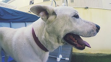 Zhiyun Smooth Q + GoPro Hero 5 Black [Test Footage]